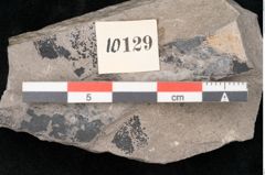 Foto (Detailansicht) von Alnus novae zeelandiae Ettingshausen (NHMW-GEO-2024-0188-10129)